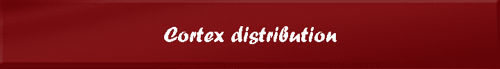 Cortex distribution